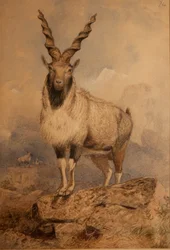 Markhoor
